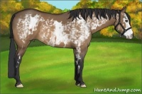 Horse Color:White Spotted Bay Dun Frame 