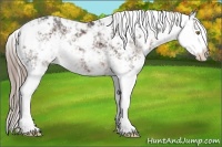 Horse Color:Liver Chestnut Sabino Appaloosa 