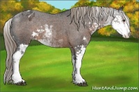 Horse Color:Liver Chestnut Sabino Appaloosa 