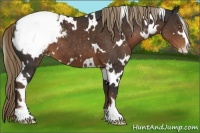 Horse Color:White Spotted Liver Chestnut Sabino Appaloosa 