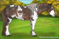 Horse Color:Liver Chestnut Sabino Appaloosa 