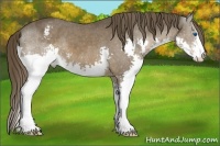 Horse Color:Liver Chestnut Sabino Splash Appaloosa 