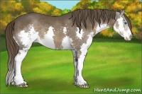 Horse Color:Liver Chestnut Sabino Splash 