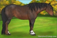 Horse Color:Liver Chestnut Sabino 