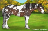 Horse Color:White Spotted Liver Chestnut Sabino Appaloosa 