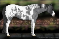 Horse Color:Blue Roan Tobiano Frame Appaloosa 