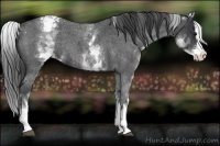 Horse Color:White Spotted Blue Roan Splash Appaloosa Rabicano 