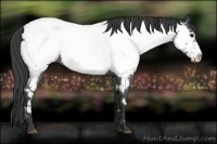 Horse Color:White Spotted Blue Roan Frame Appaloosa 