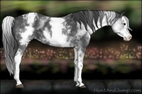 Horse Color:White Spotted Blue Roan Splash Appaloosa 