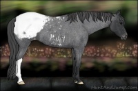 Horse Color:Blue Roan Snowcap 