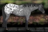 Horse Color:Blue Roan Appaloosa 