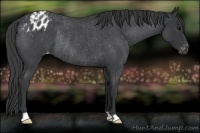 Horse Color:Blue Roan Appaloosa Rabicano 