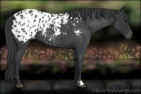 Horse Color:Blue Roan Varnish 