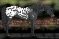 Horse Color:Blue Roan Appaloosa 