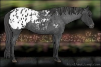 Horse Color:Blue Roan Appaloosa 