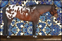 Horse Color:Brown Appaloosa 