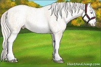Horse Color:White Spotted Gold Cream Champagne Pearl Dun 