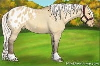 Horse Color:Silver Buckskin Dun Appaloosa 
