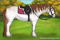 Horse Color:White Spotted Chestnut Rabicano 