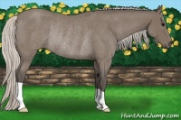 Horse Color:Silver Blue Roan Rabicano 