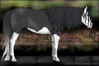 Horse Color:Black Splash 