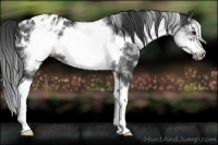 Horse Color:White Spotted Blue Roan Splash Frame Appaloosa 