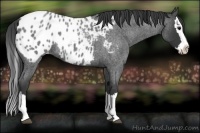 Horse Color:Blue Roan Splash Near Leopard 