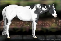 Horse Color:Blue Roan Splash Tobiano Near Fewspot 