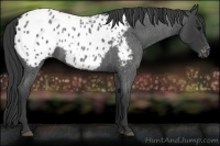 Horse Color:Blue Roan Appaloosa 