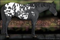 Horse Color:Blue Roan Appaloosa