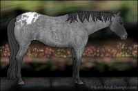 Horse Color:Blue Roan Varnish