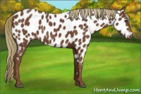 Horse Color:Chestnut Near Leopard 