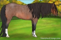 Horse Color:Bay Roan 