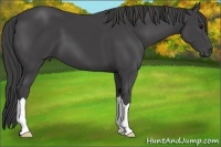 Horse Color:Smoky Black