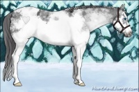 Horse Color:White Spotted Blue Roan Splash Frame Appaloosa 
