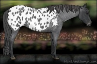 Horse Color:Blue Roan Near Leopard 