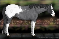 Horse Color:Blue Roan Splash Appaloosa 
