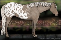 Horse Color:Silver Blue Roan Appaloosa 