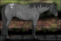 Horse Color:Blue Roan Appaloosa