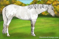 Horse Color:White Spotted Chocolate Palomino Roan 