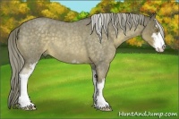 Horse Color:Chocolate Palomino Roan Sabino