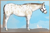 Horse Color:White Spotted Brown Roan Dun Splash Appaloosa Rabicano