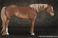 Horse Color:Chestnut Sabino