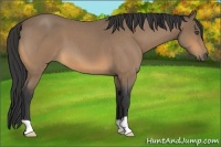 Horse Color:Buckskin Roan 
