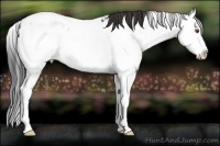 Horse Color:Bay Ice Sabino Splash Appaloosa Rabicano 