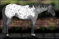 Horse Color:Blue Roan Near Leopard
