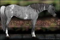 Horse Color:White Spotted Blue Roan Varnish 