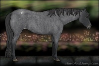 Horse Color:Blue Roan Appaloosa Rabicano