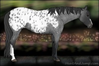 Horse Color:Blue Roan Appaloosa 