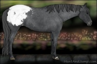 Horse Color:Blue Roan Snowcap Rabicano 